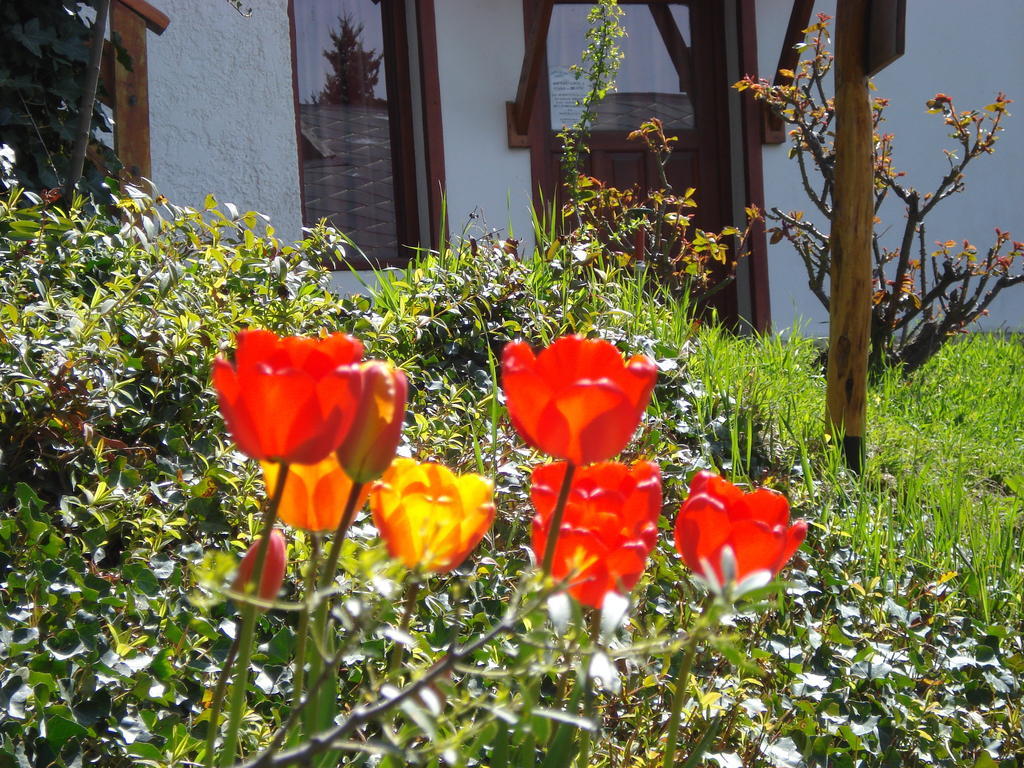 Mont Blanc Bungalows San Carlos de Bariloche Exterior photo